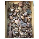 Mazon creek fossils