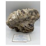 Large Stegodon tooth with roots fossil