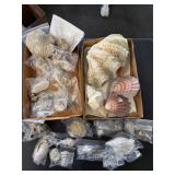 Seashells