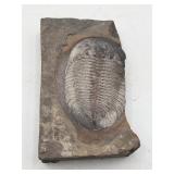 Fossilized trilobite