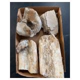 Petrified wood