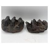 Fossilized Gomphothere molar teeth