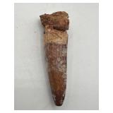 Rutiodon incisor Tooth