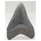 4' fossilized megalodon shark tooth