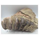 Fossilized woolly mammoth jaw with teeth