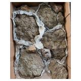 Fossils in rock