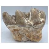 Fossilized mastodon molar teeth