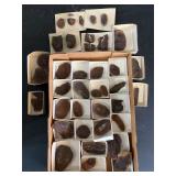 Mazon Creek Fossils