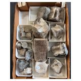 Fossilized bones