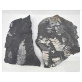 Fern plant fossils