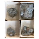 Marine fossils in shale
