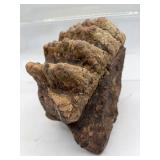 Stegodon fossil tooth with roots