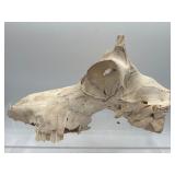 Partial mammal skull