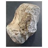 Large fossil nodule