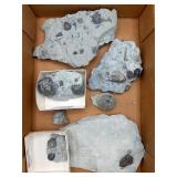 Fossil plates