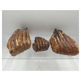 Fossilized mammoth teeth