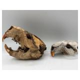 Beaver or rodent skulls