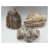 Fossilized mammal teeth