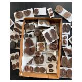 Mazon Creek fossils