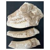 Fossilized mammal skull and horns