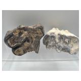 Fossilized mastodon teeth