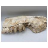Large fossilized mastodon jaw with molars teeth