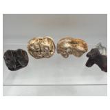 Fossilized mastodon molars teeth