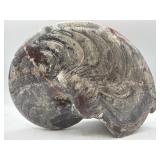 Large polished ammonite fossil