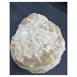 Fossilized turtle