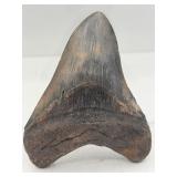4' fossilized megalodon shark tooth