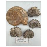 Ammonite fossils