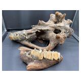 Fossilized partial mammal skull and teeth