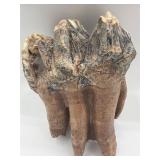 Fossilized Mastodon molar teeth with roots