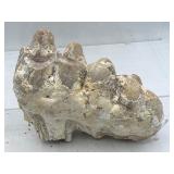 Fossilized teeth