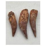 Fossilized teeth
