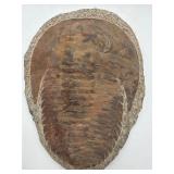 Fossilized trilobite