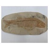 Large 11 1/2' fish fossil