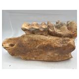 Fossilized mammal molar teeth