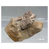 Fossilized crab
