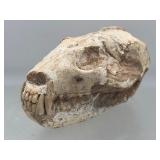 Fossilized mammal skull