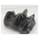 Fossilized molar teeth
