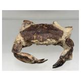 Fossilized crab