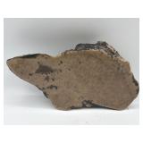 Polished petrified wood
