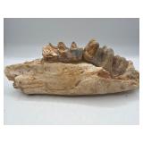Fossilized mastodon molars teeth and jaw