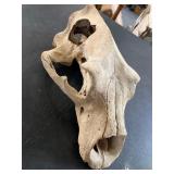 Partial skull