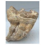 Fossilized mastodon molars with roots
