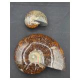 Polished ammonite fossils