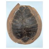 13' fossilized trilobite