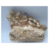 Fossilized mastodon molars teeth