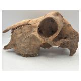 Mammal skull